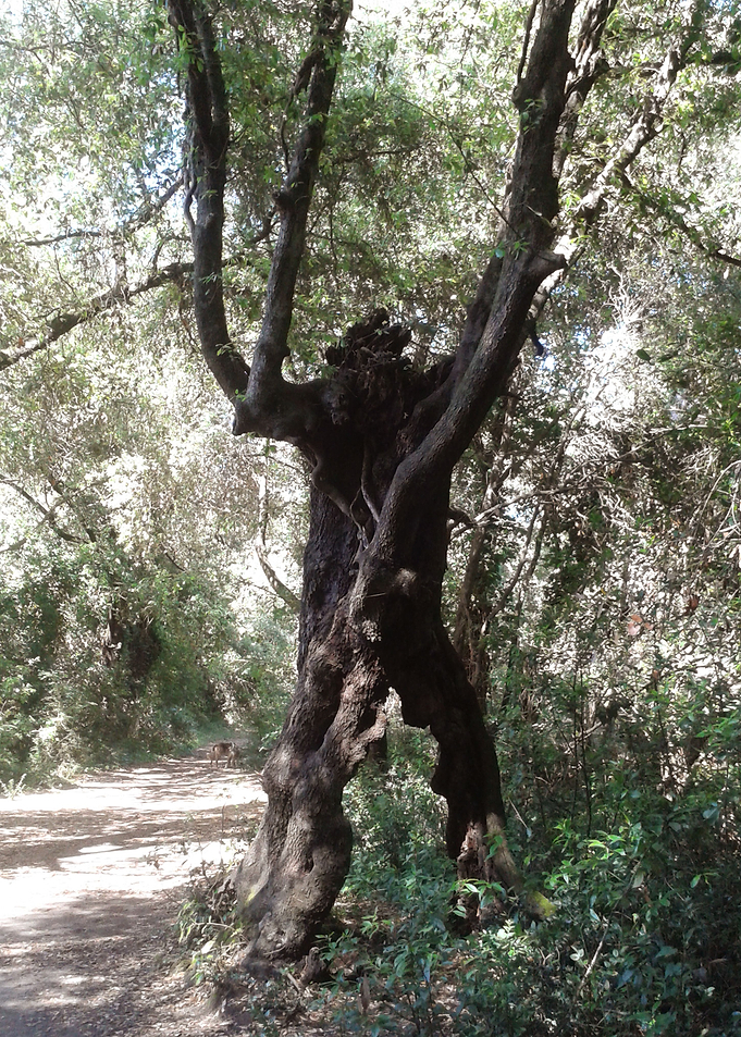 Awakening of giants 2