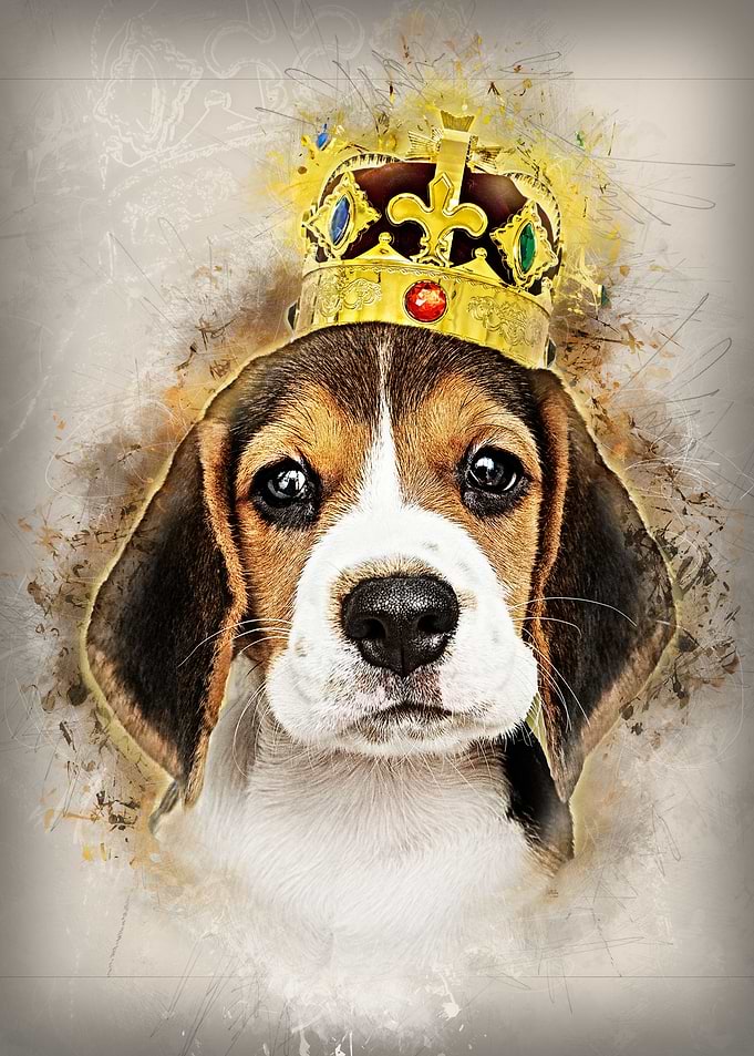 King Beagle Dog