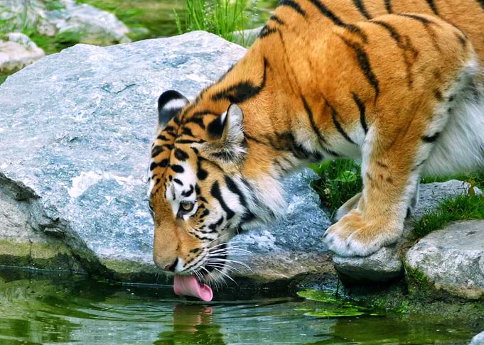 Tiger drinking