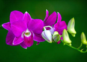 Orchid 1