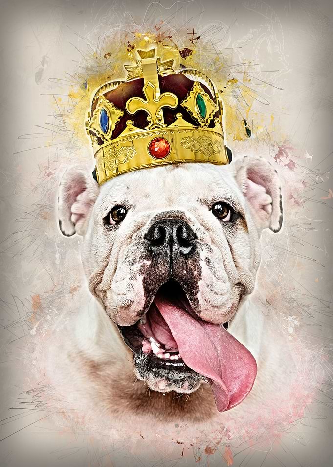 King Bulldog