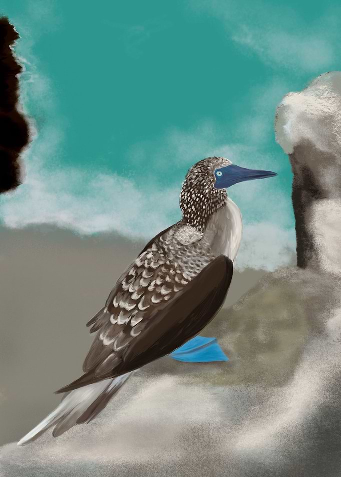 Piquero patas azules
