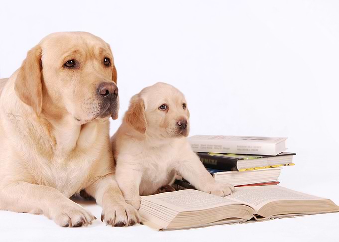 Labrador retriever dogs