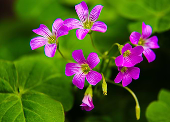 Flower 2
