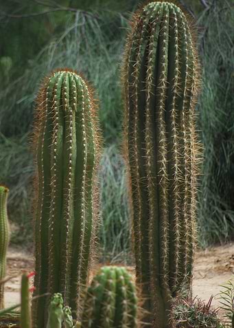 Saguaro Cactus