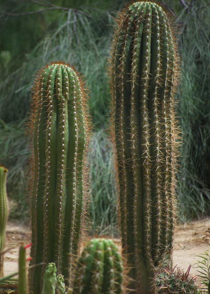 Saguaro Cactus