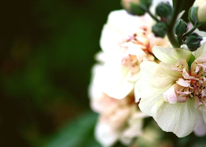 Pale Petals 2