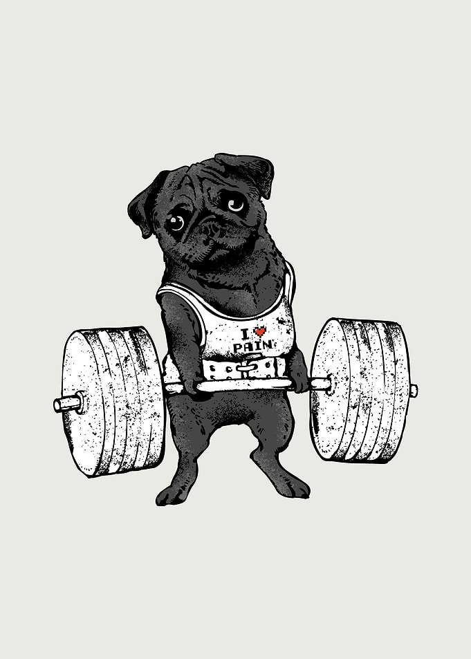 Black Pug Lift
