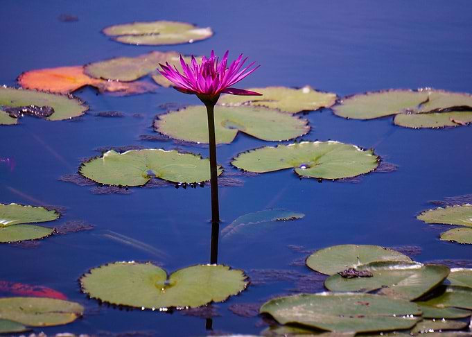 Water Lily