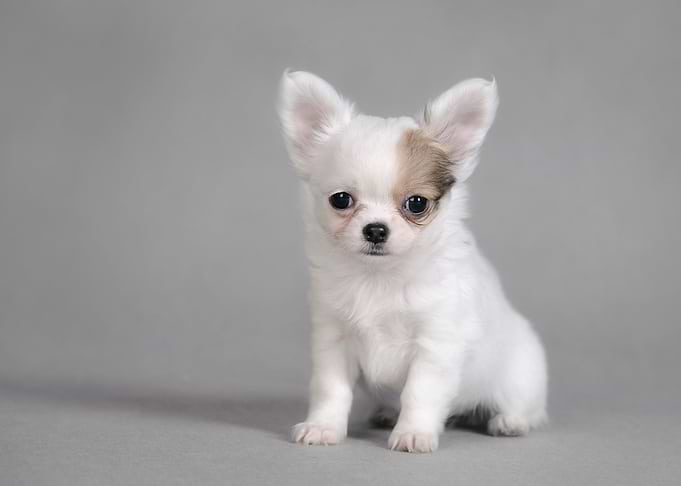 Chihuahua puppy