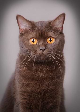 British shorthair cat