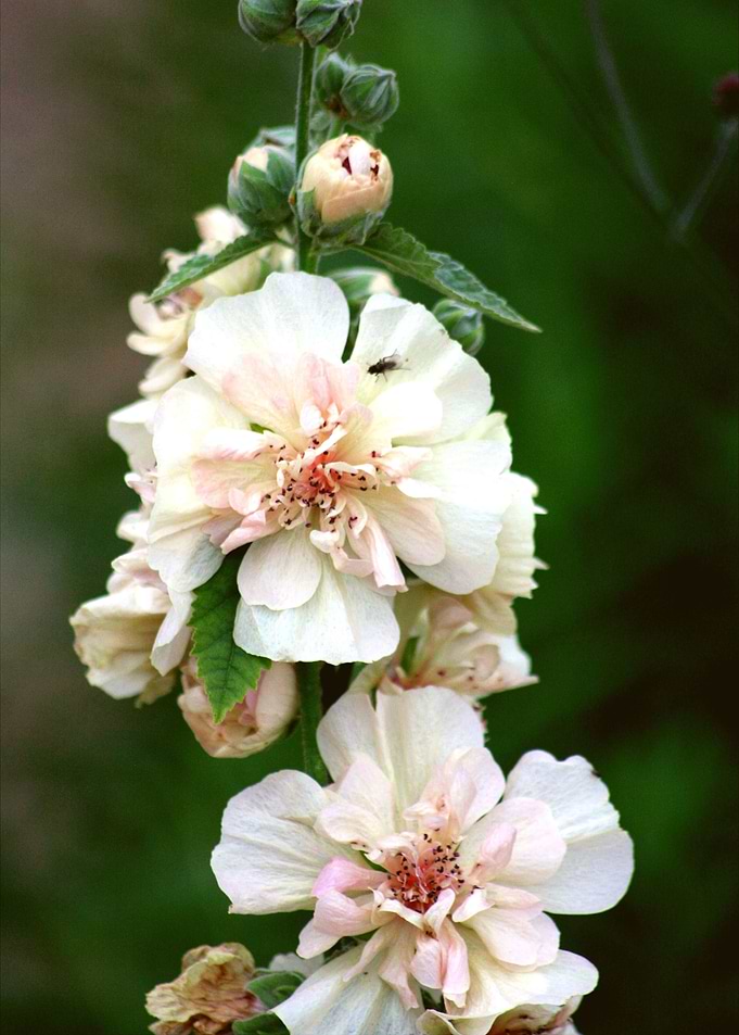 Pale Petals 3