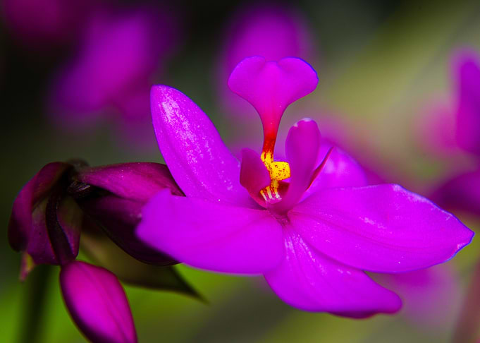 Orchid 4