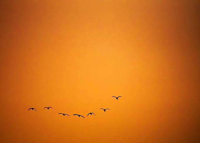 Fly Back