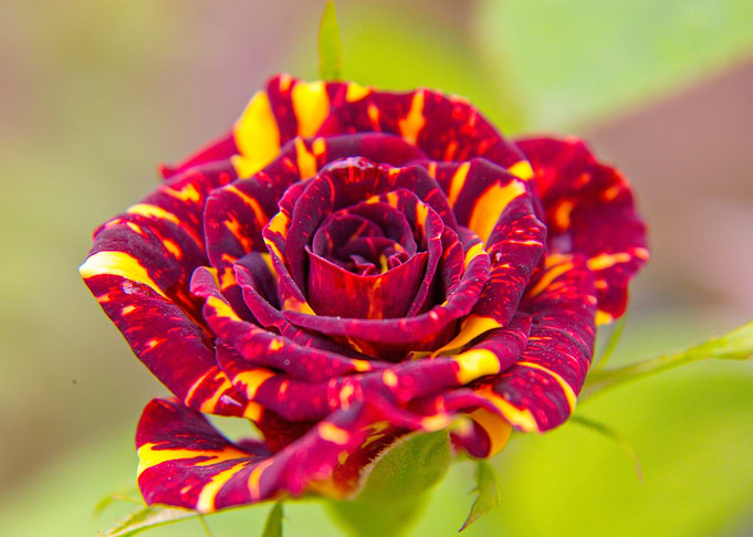 Rose 15