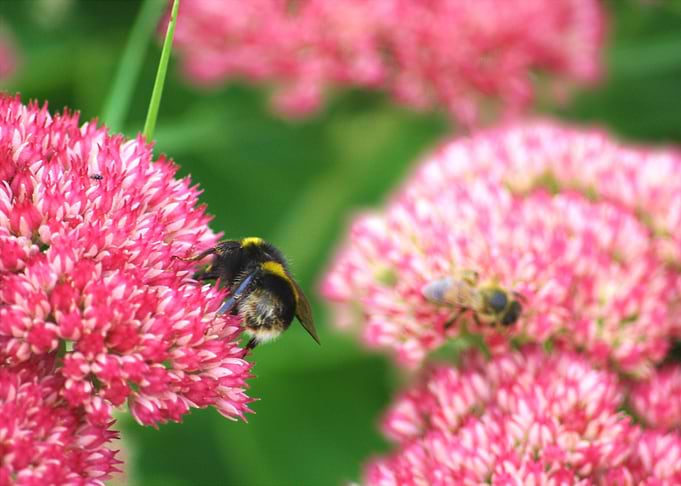 Fuzzy Buzzy