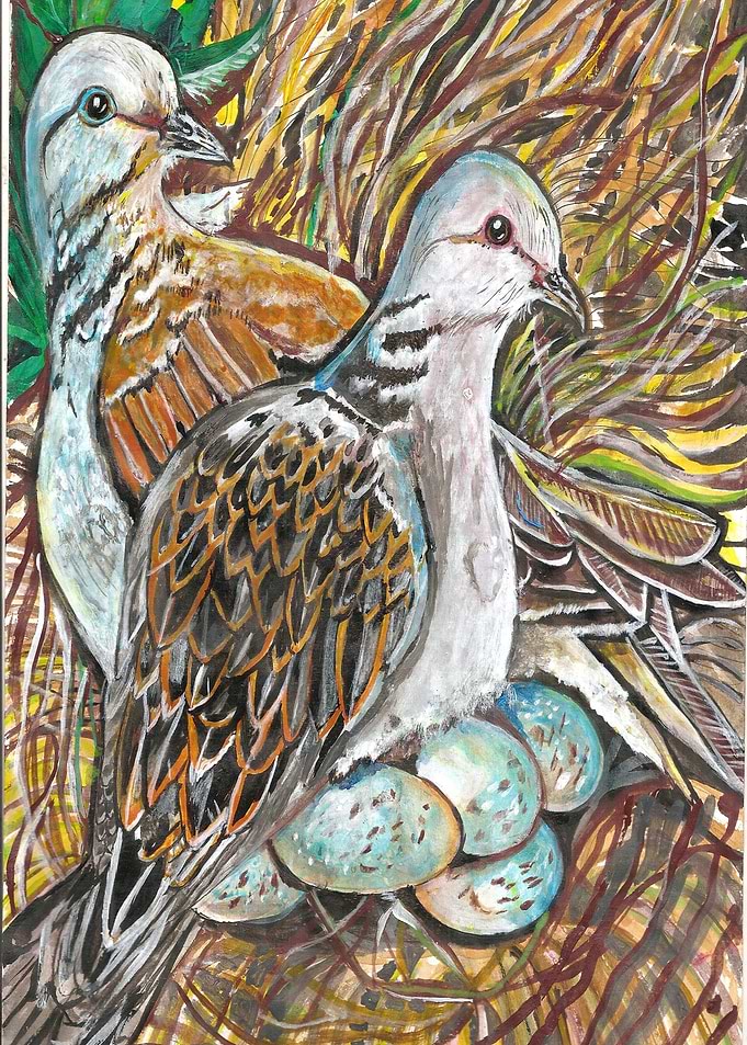 turtle dove