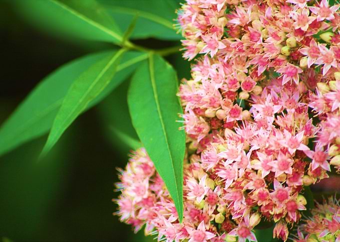 Blossoming Cluster
