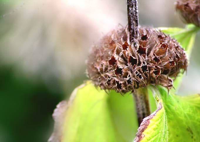 Domed Prickles