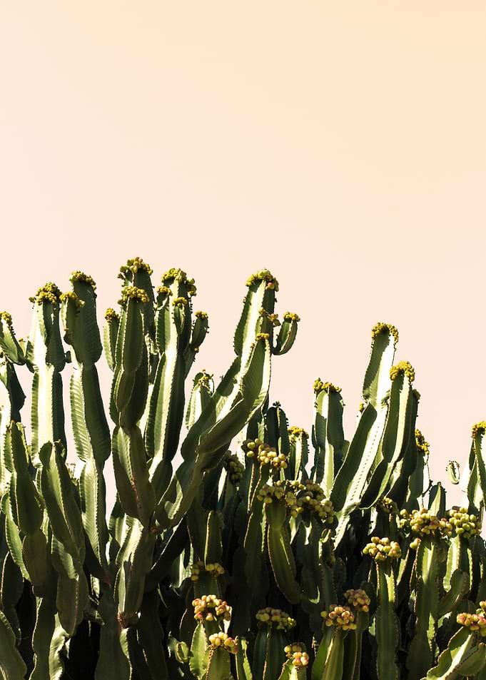 cactus nature