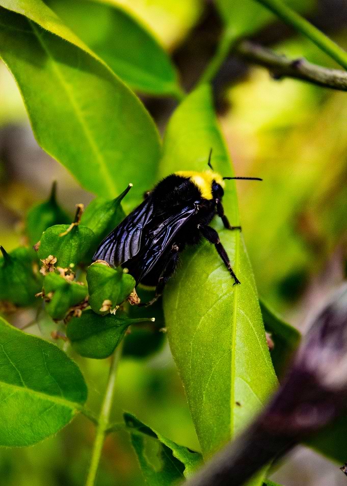 Bumblebee