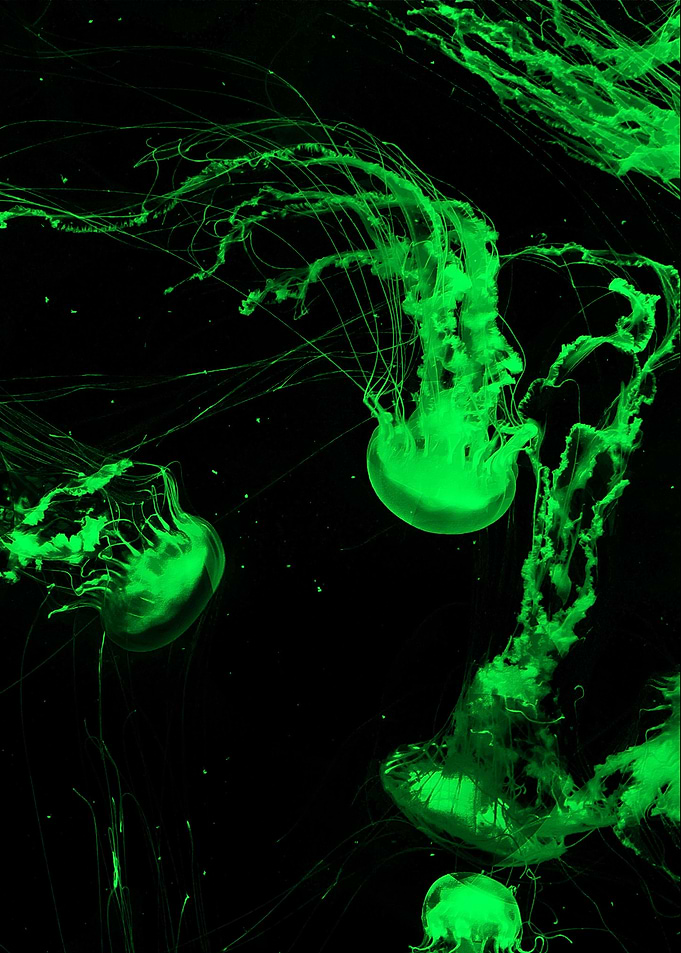 jellyfish