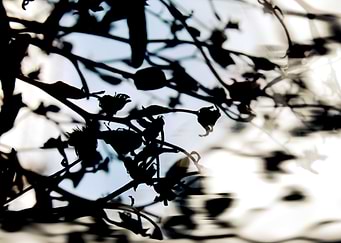 Skyward Silhouette