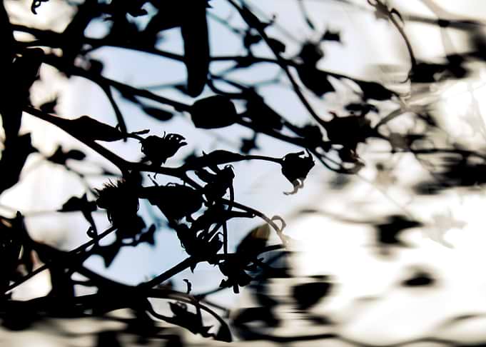 Skyward Silhouette