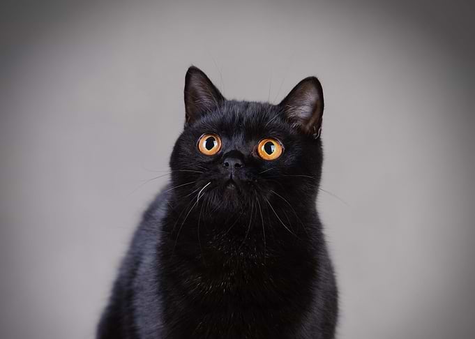 British shorthair cat