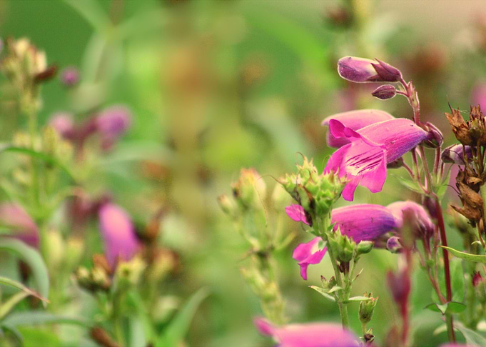 Magenta Meadows