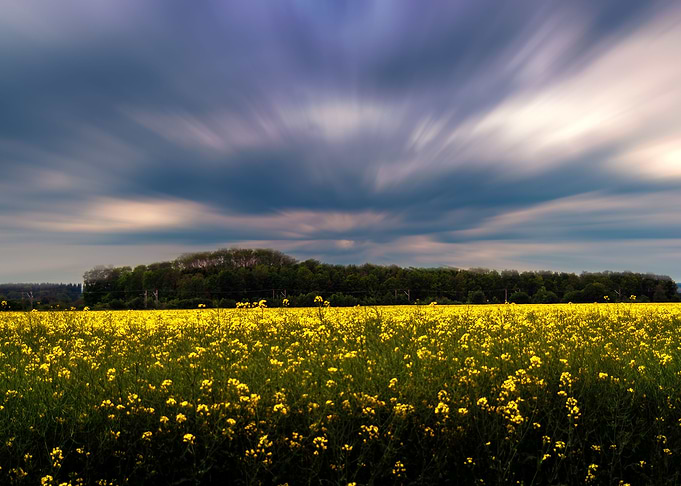 The yellow field
