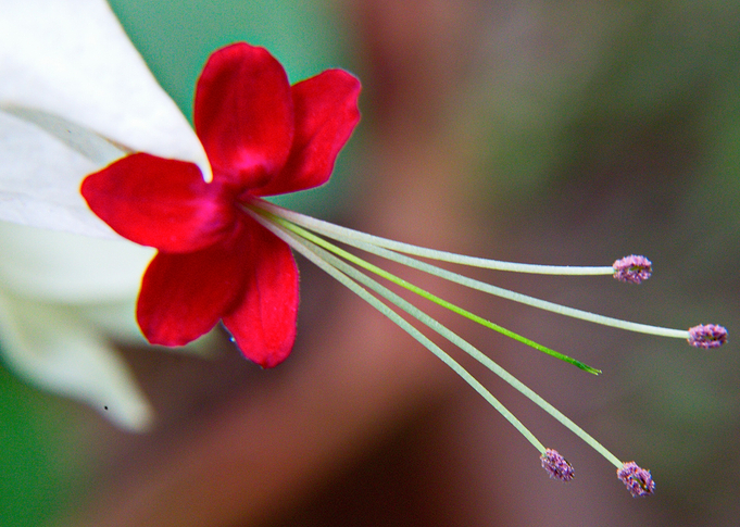 Flower 12