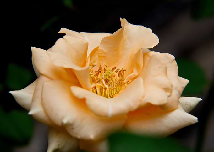 Rose 21