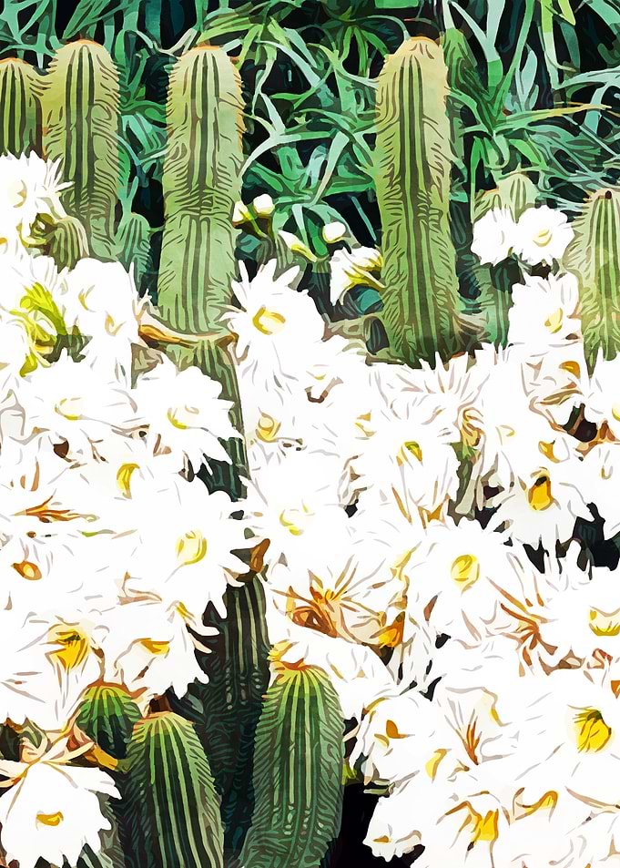 Cactus Bloom