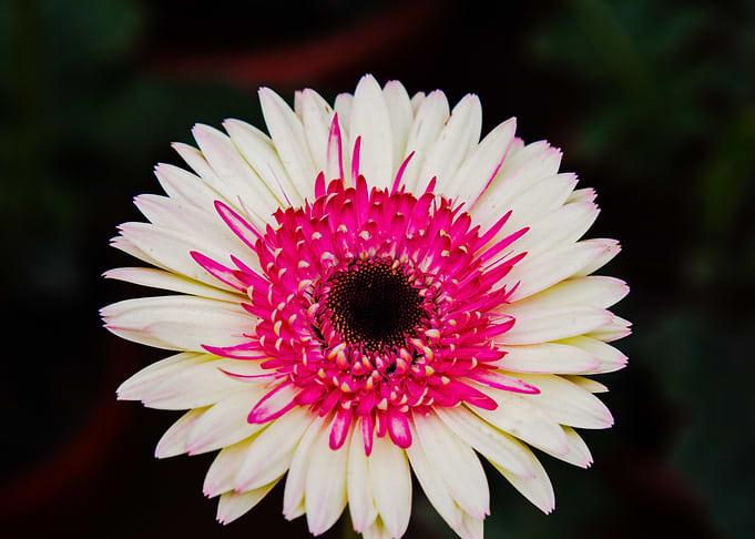 Flower 6