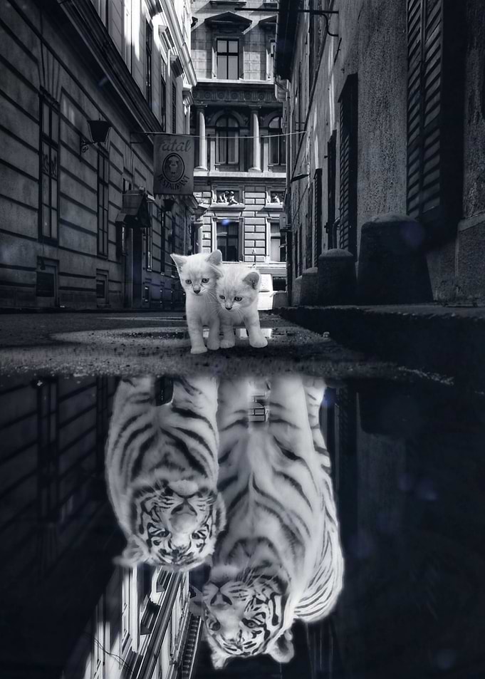 When kittens grow up