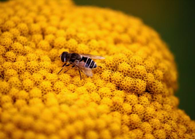 Honey Spots