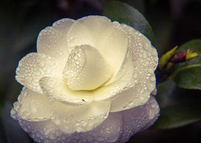 Flower 9