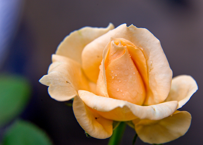 Rose 20