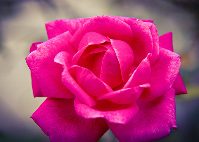 Rose 22