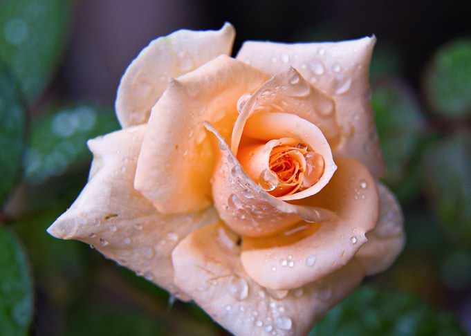 Rose 19