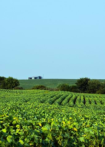 Bean Farm