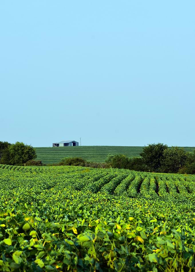 Bean Farm
