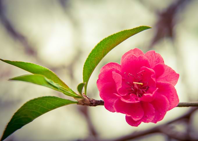 Flower 8