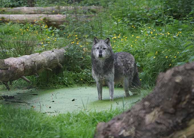 Alpha Wolf