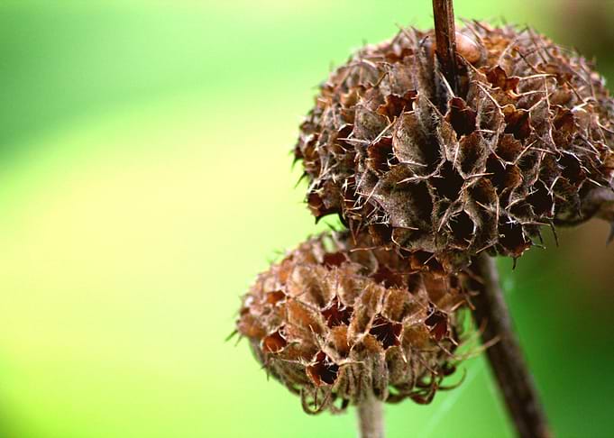 Prickly Pair