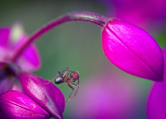 Flower 13