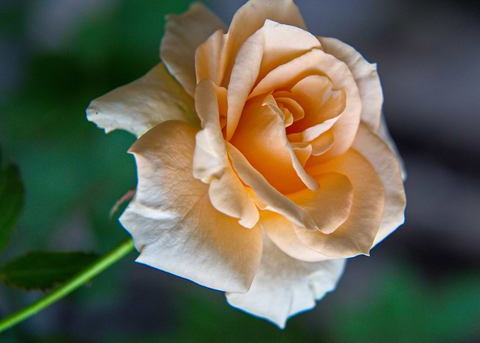 Rose 18