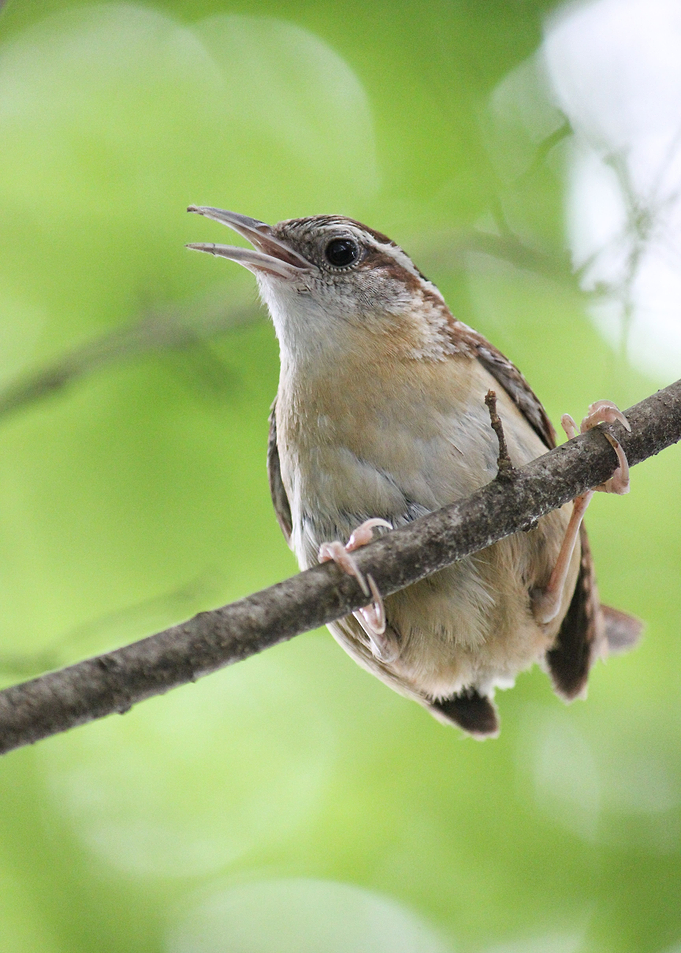 Spring Bird Sings