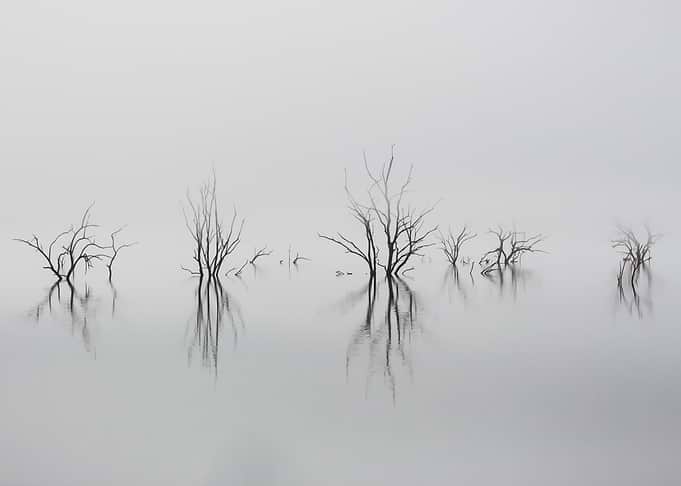 Old Trees Reflecting